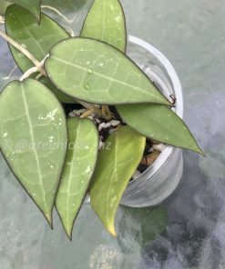 IMG_3689 Hoya Black Margin