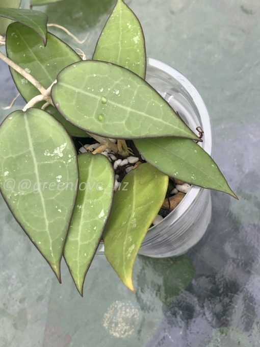 Hoya Black Margin