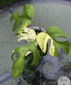 IMG_3697 Variegated Minima - D
