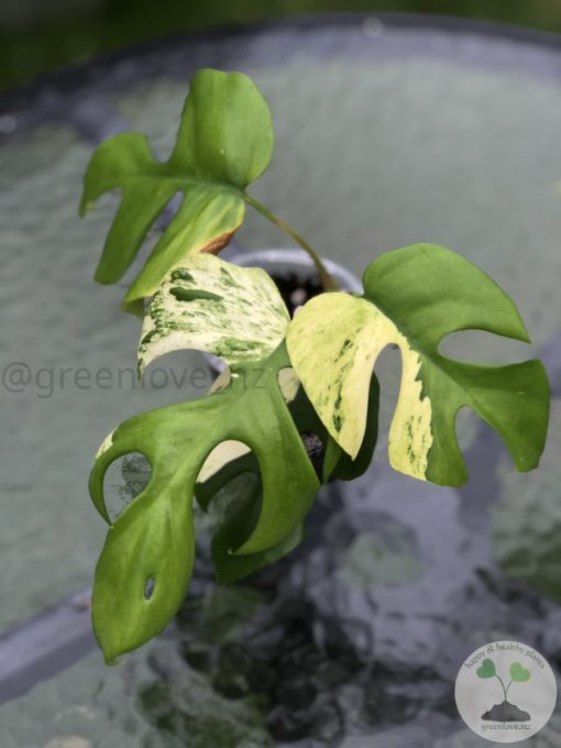 Variegated Minima - D
