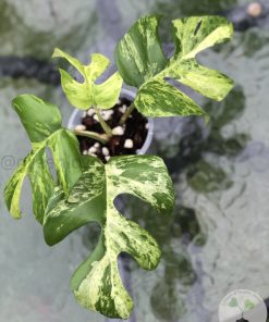 IMG_3698 Variegated Minima - C