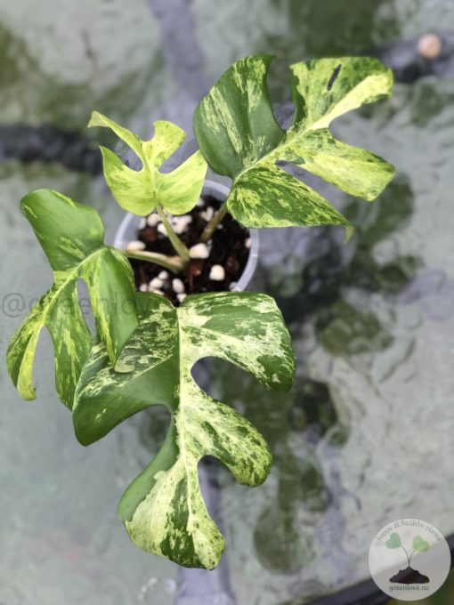 Variegated Minima - C