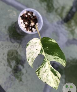 IMG_3700 Variegated Minima - B