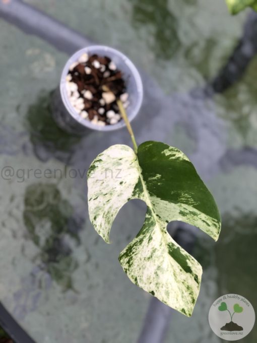 Variegated Minima - B