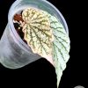 Begonia Juanita Jewel