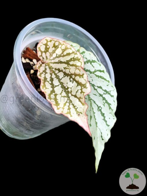 Begonia Juanita Jewel