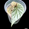Begonia Juanita Jewel