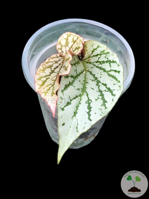 Begonia Juanita Jewel