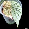 Begonia Juanita Jewel