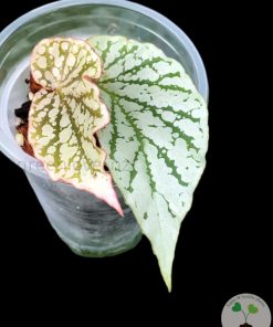 IMG_4149 Begonia Juanita Jewel
