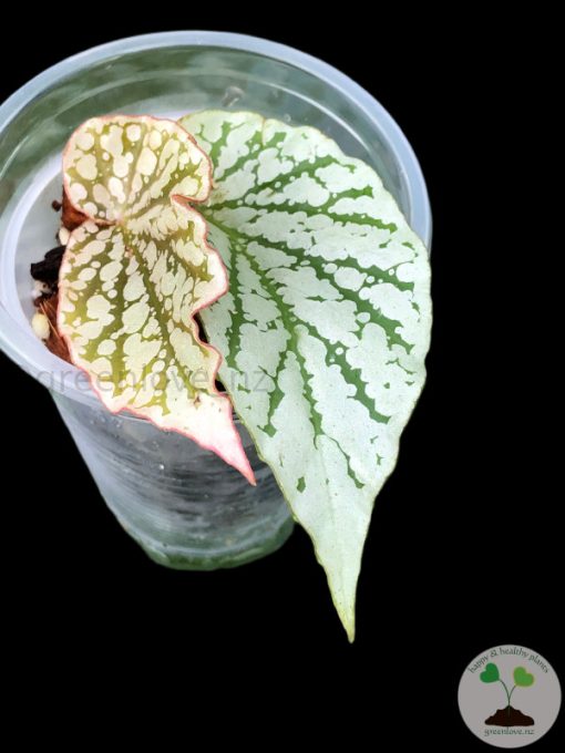 Begonia Juanita Jewel