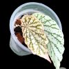 Begonia Juanita Jewel