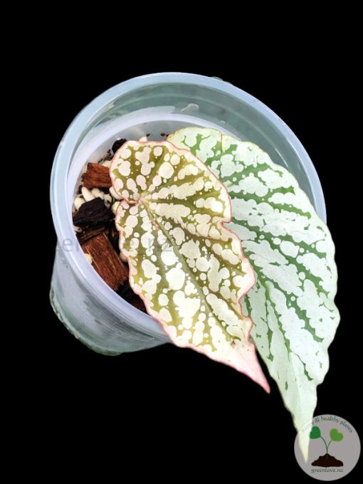 Begonia Juanita Jewel