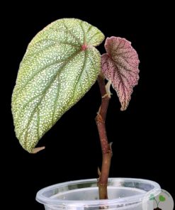 IMG_4154 Begonia Sinbad