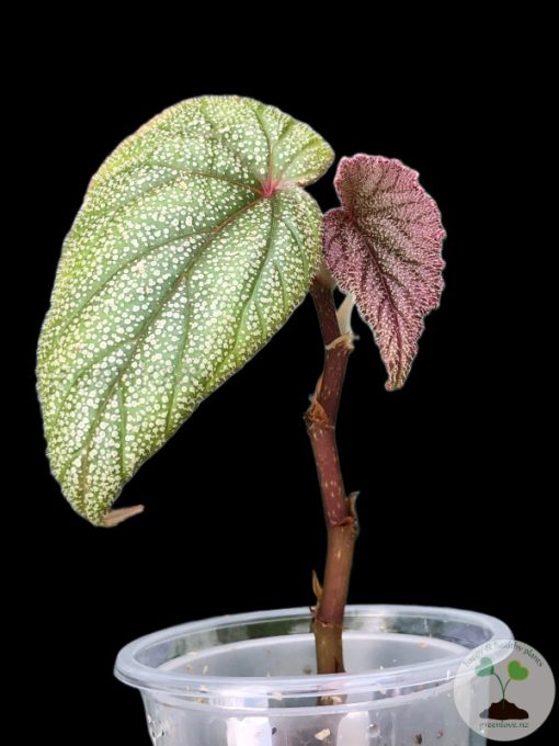 Begonia Sinbad