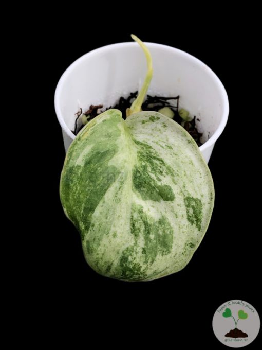 Scindapsus Silver Splash Variegated - A