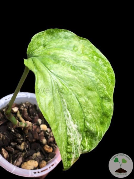 Amydrium zippelianum variegata