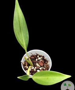 Rare Scindapsus Coriaceus