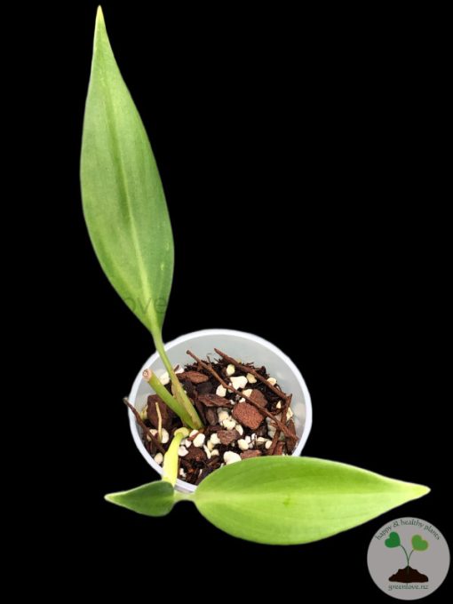 Rare Scindapsus Coriaceus