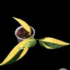 Scindapsus Coriaceus Aurea