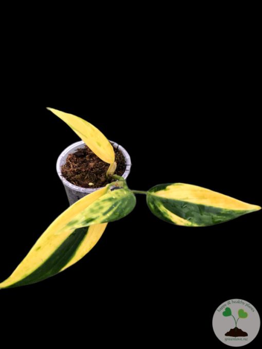 Scindapsus Coriaceus Aurea