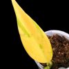 Scindapsus Coriaceus Aurea