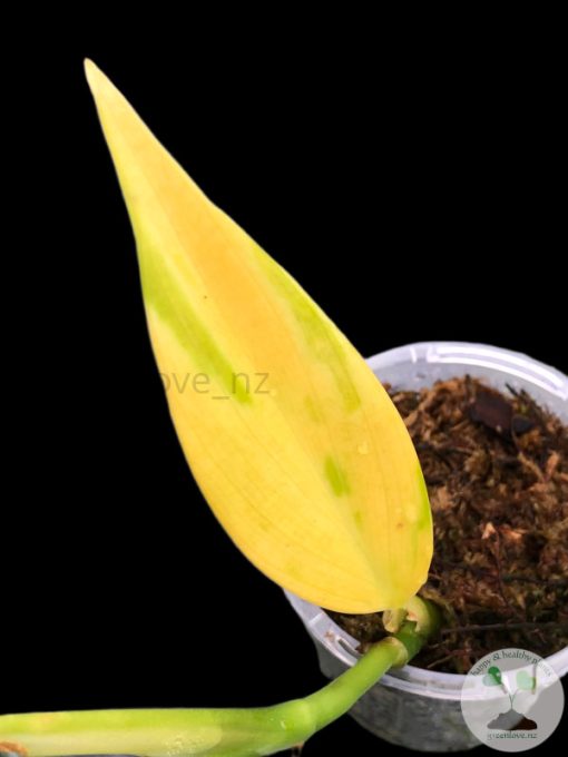 Scindapsus Coriaceus Aurea