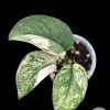 Scindapsus Silver Cloud Variegated - A
