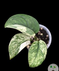 IMG_4317 Scindapsus Silver Cloud Variegated - A