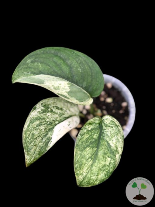 Scindapsus Silver Cloud Variegated - A