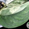 Scindapsus Silver Cloud Variegated - A