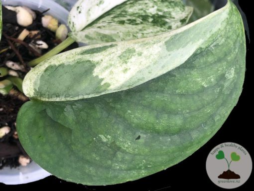Scindapsus Silver Cloud Variegated - A