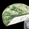 Scindapsus Silver Cloud Variegated - A