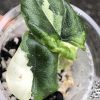 Variegated Alocasia Melo (albo)