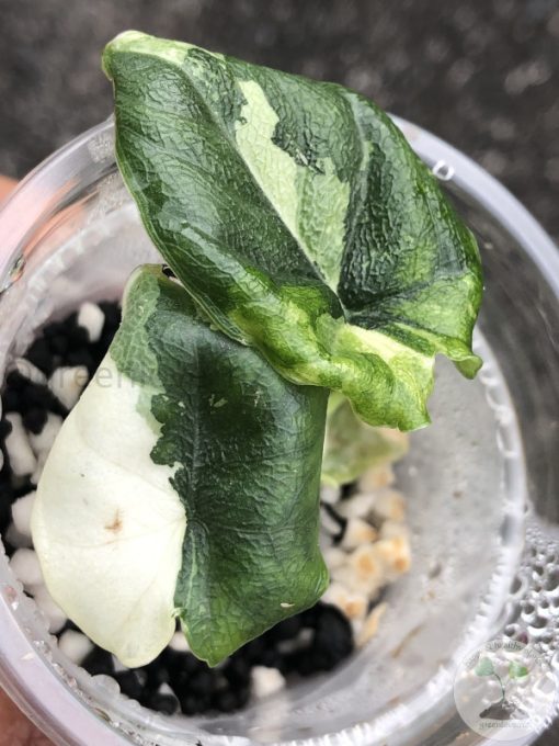 Variegated Alocasia Melo (albo)