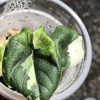 Variegated Alocasia Melo (albo)