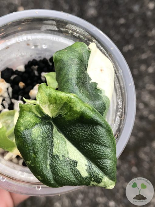 Variegated Alocasia Melo (albo)