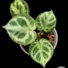 Anthurium Silver Blush