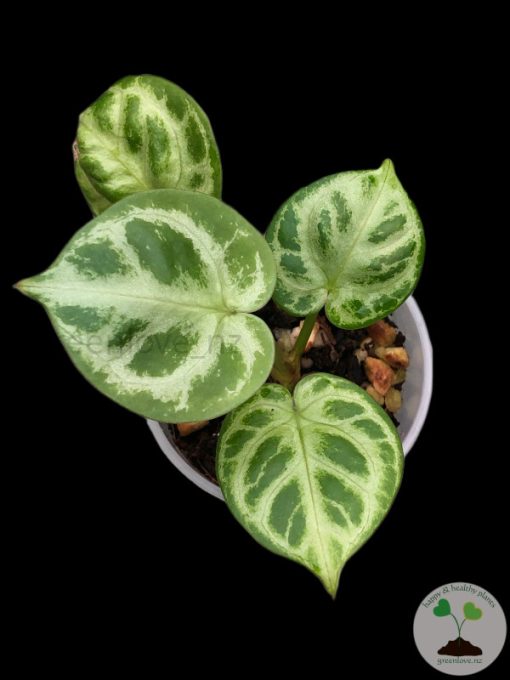 Anthurium Silver Blush