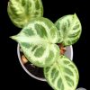 Anthurium Silver Blush