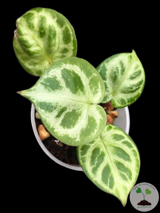 Anthurium Silver Blush