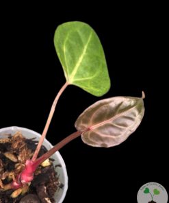 IMG_4378 Anthurium Besseae.aff X Hoffmannii x