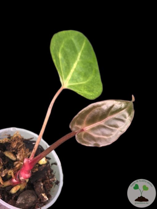 Anthurium Besseae.aff X Hoffmannii x
