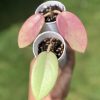 Hoya Silver dollar MB1405-AG