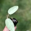 Hoya Silver dollar MB1405-AG