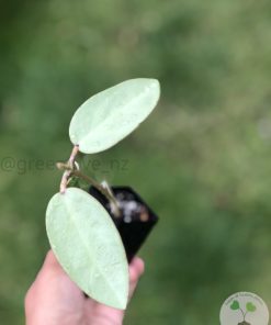 IMG_4485 Hoya Silver dollar MB1405-AG
