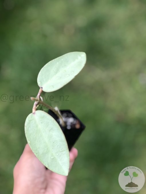 Hoya Silver dollar MB1405-AG