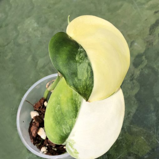 Scindapsus Jade Satin variegata