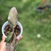 Hoya undulata red