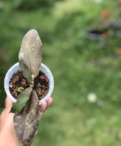 IMG_4496_1 Hoya undulata red